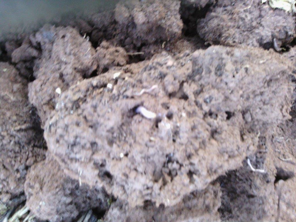 Healthy soil with earth worms