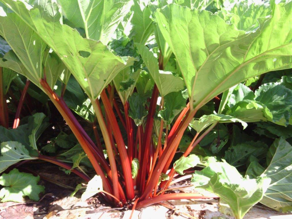 Healthy rhubarb plant